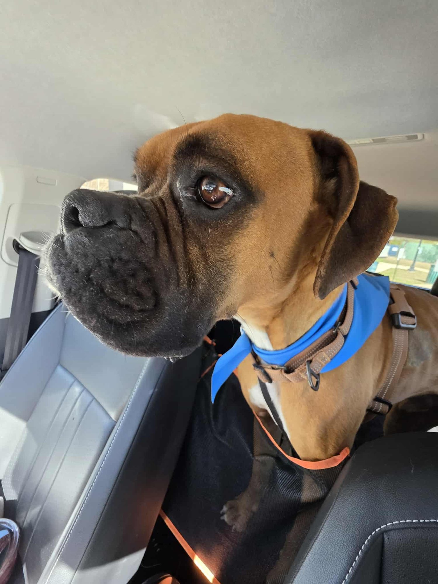 ROCQUE - Boxer available for adoption