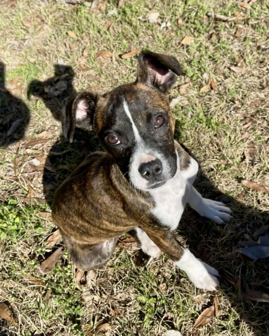 LULU - Boxer available for adoption