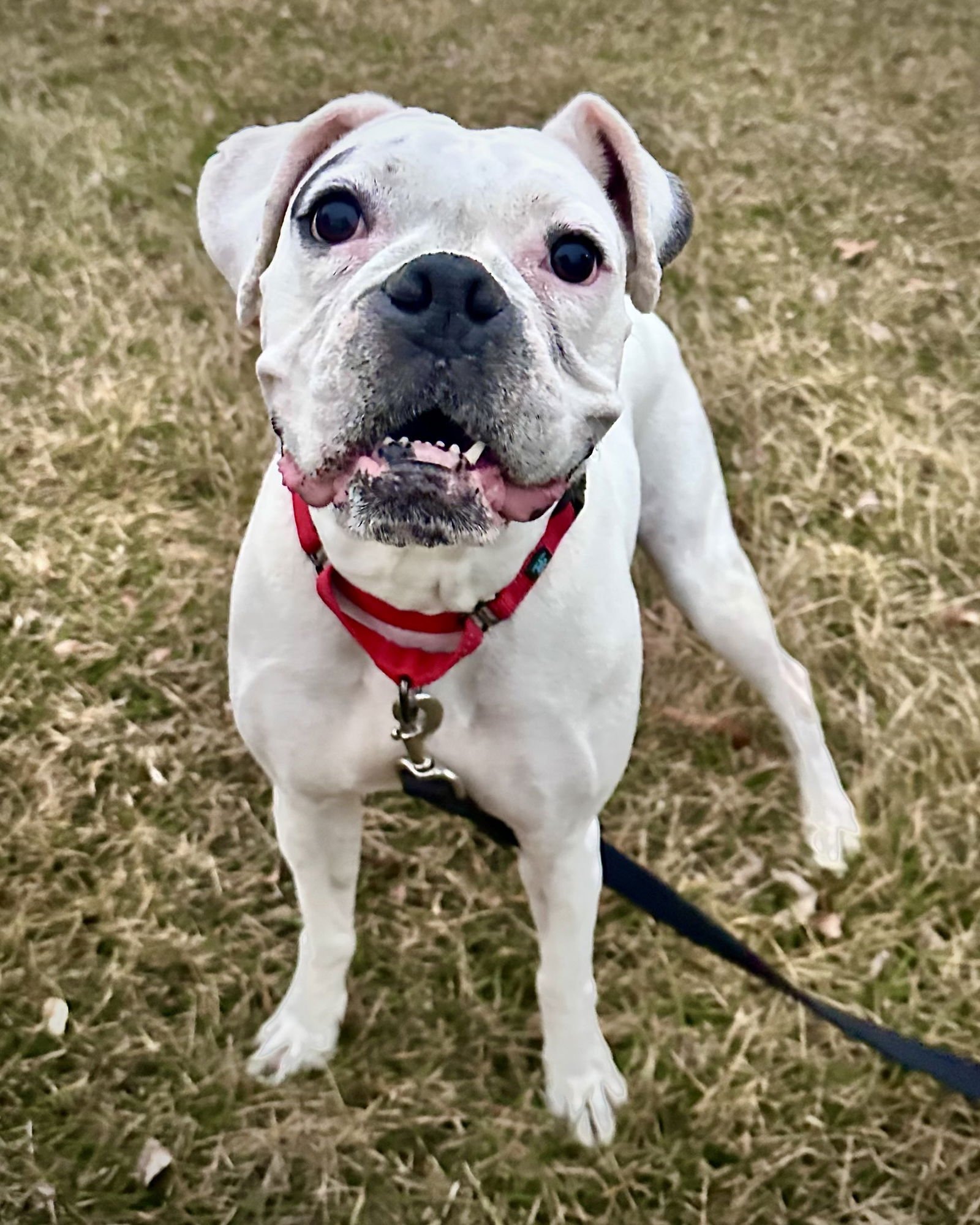 BONDED - DAISY - Boxer available for adoption