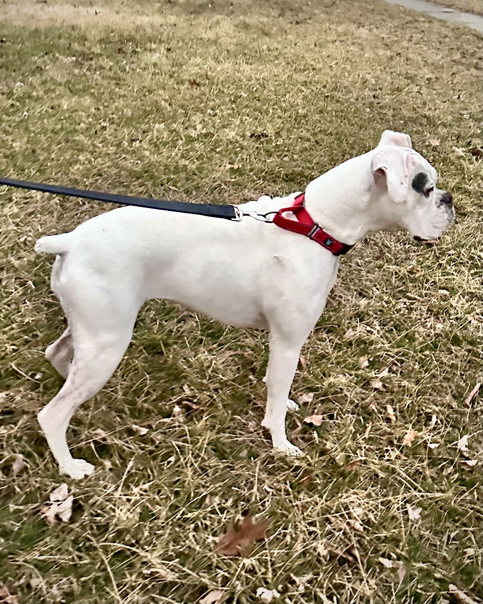 BONDED - DAISY - Boxer available for adoption