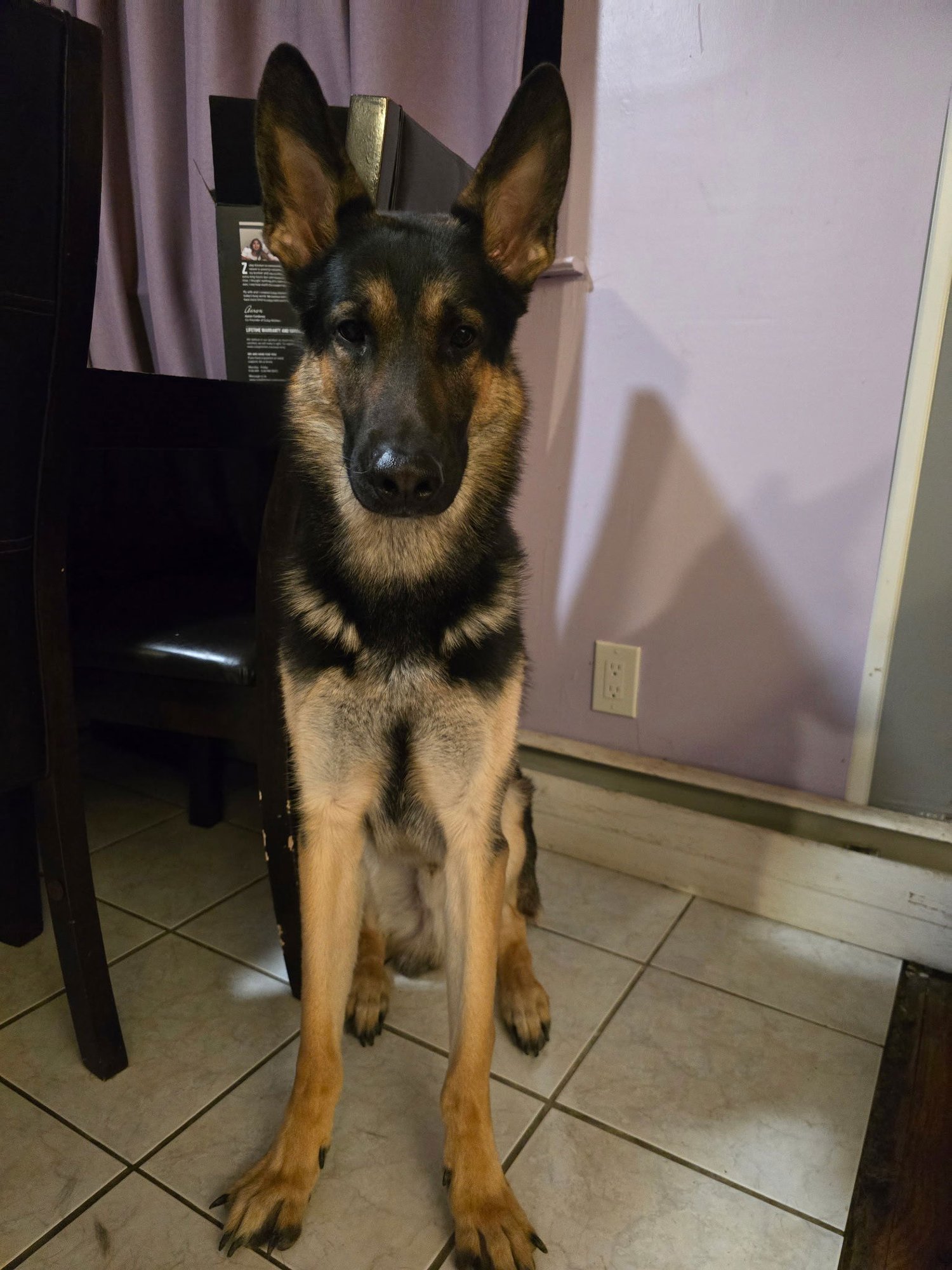 PRINCE - German Shepherd Dog available for adoption