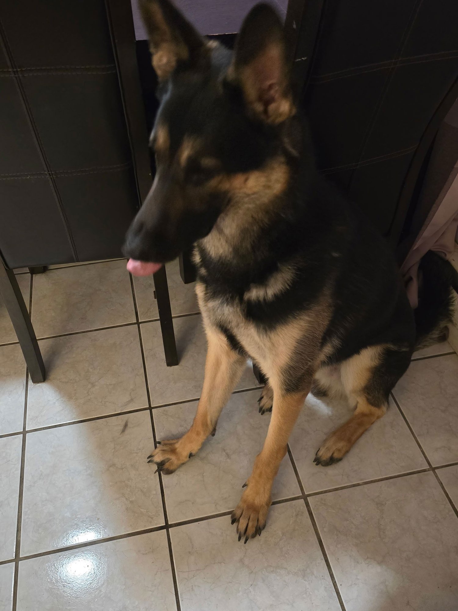PRINCE - German Shepherd Dog available for adoption