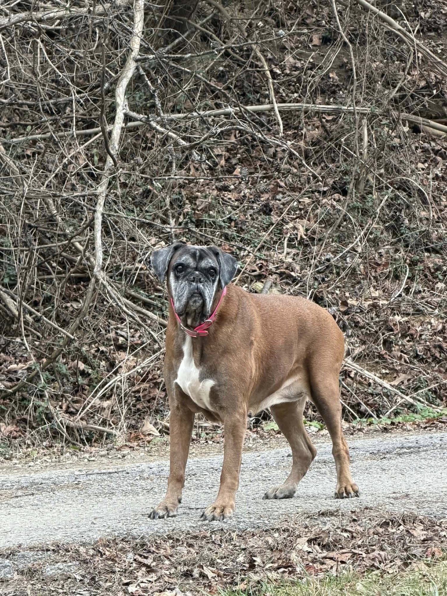 ESTELLE - Boxer available for adoption