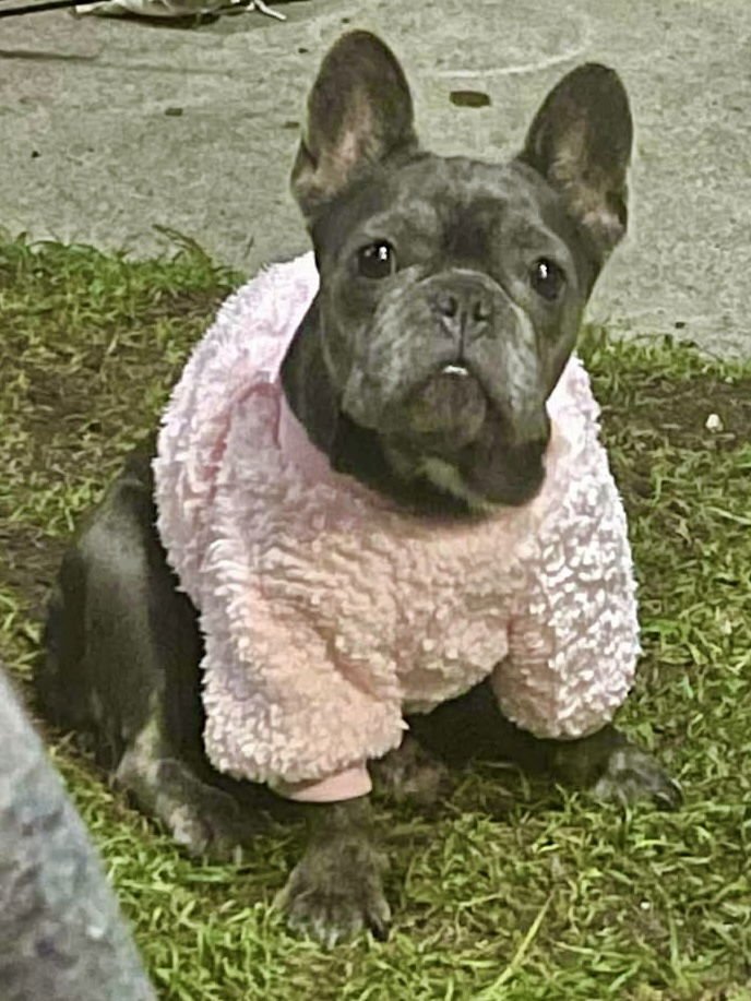 SKYE - French Bulldog available for adoption