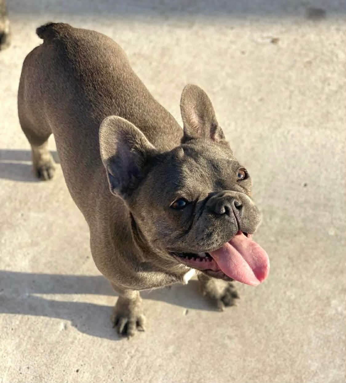 SKYE - French Bulldog available for adoption