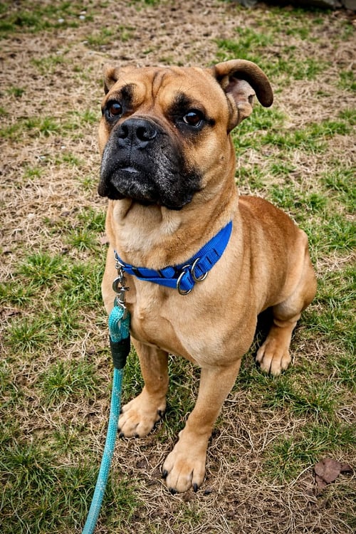 ROCCO - Boxer / Mastiff available for adoption
