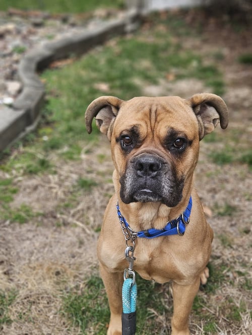 ROCCO - Boxer / Mastiff available for adoption