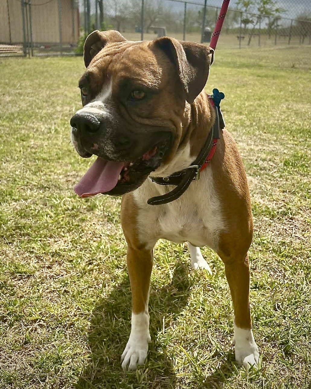 THOR - Boxer available for adoption
