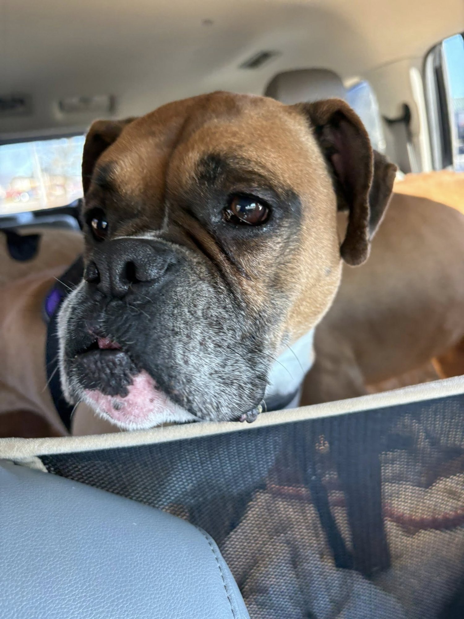 DAKOTA & DIESEL - Boxer available for adoption