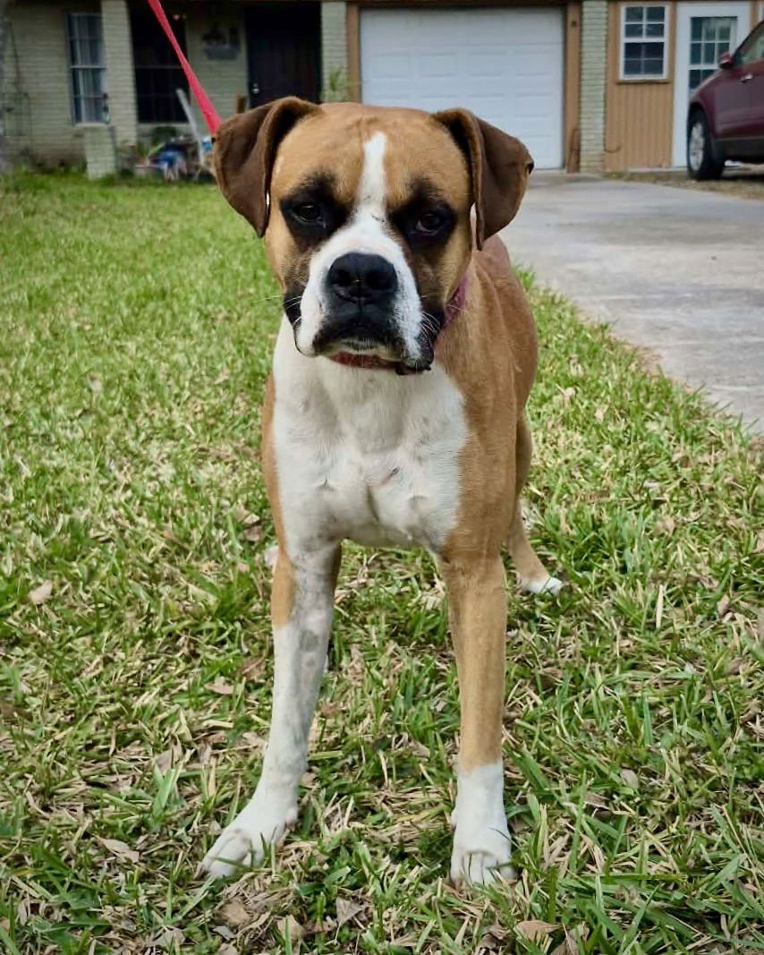 RUGER - Boxer available for adoption
