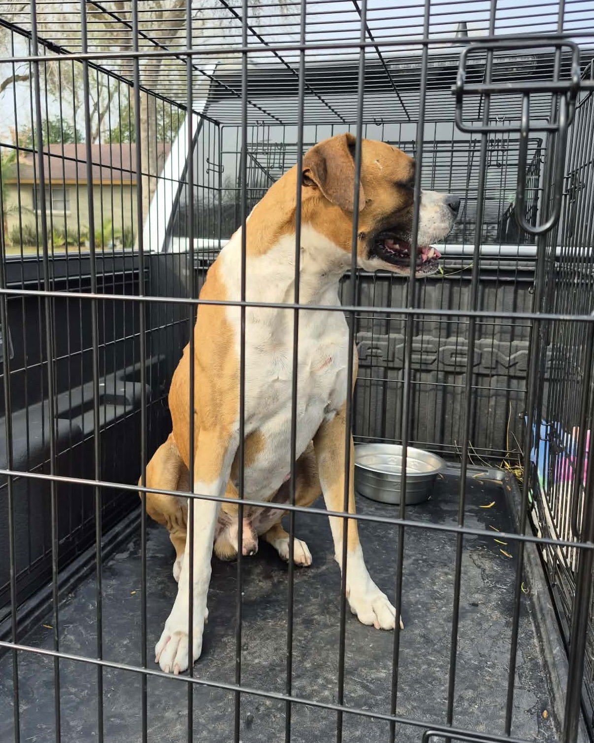 RUGER - Boxer available for adoption