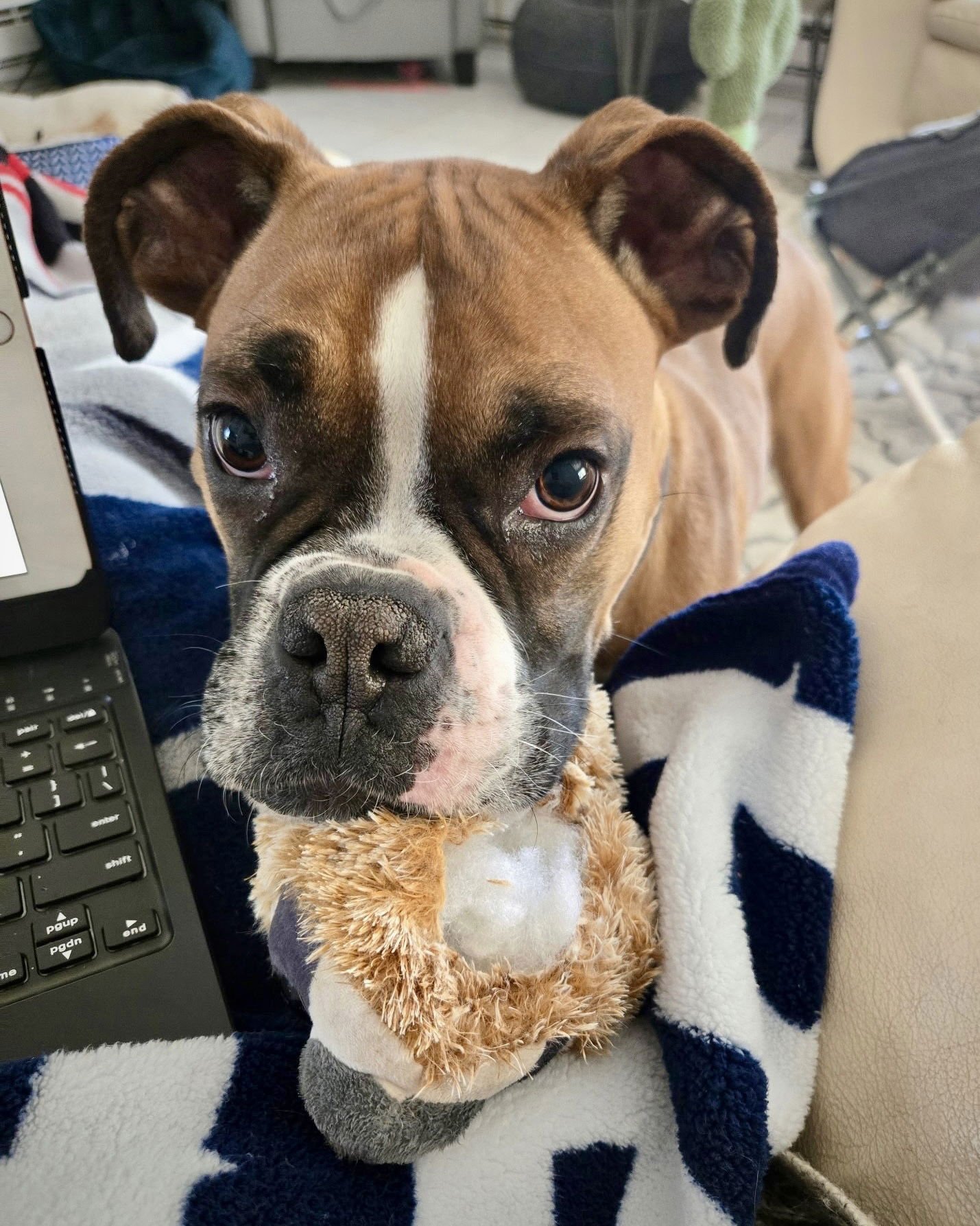 LILLY - Boxer available for adoption