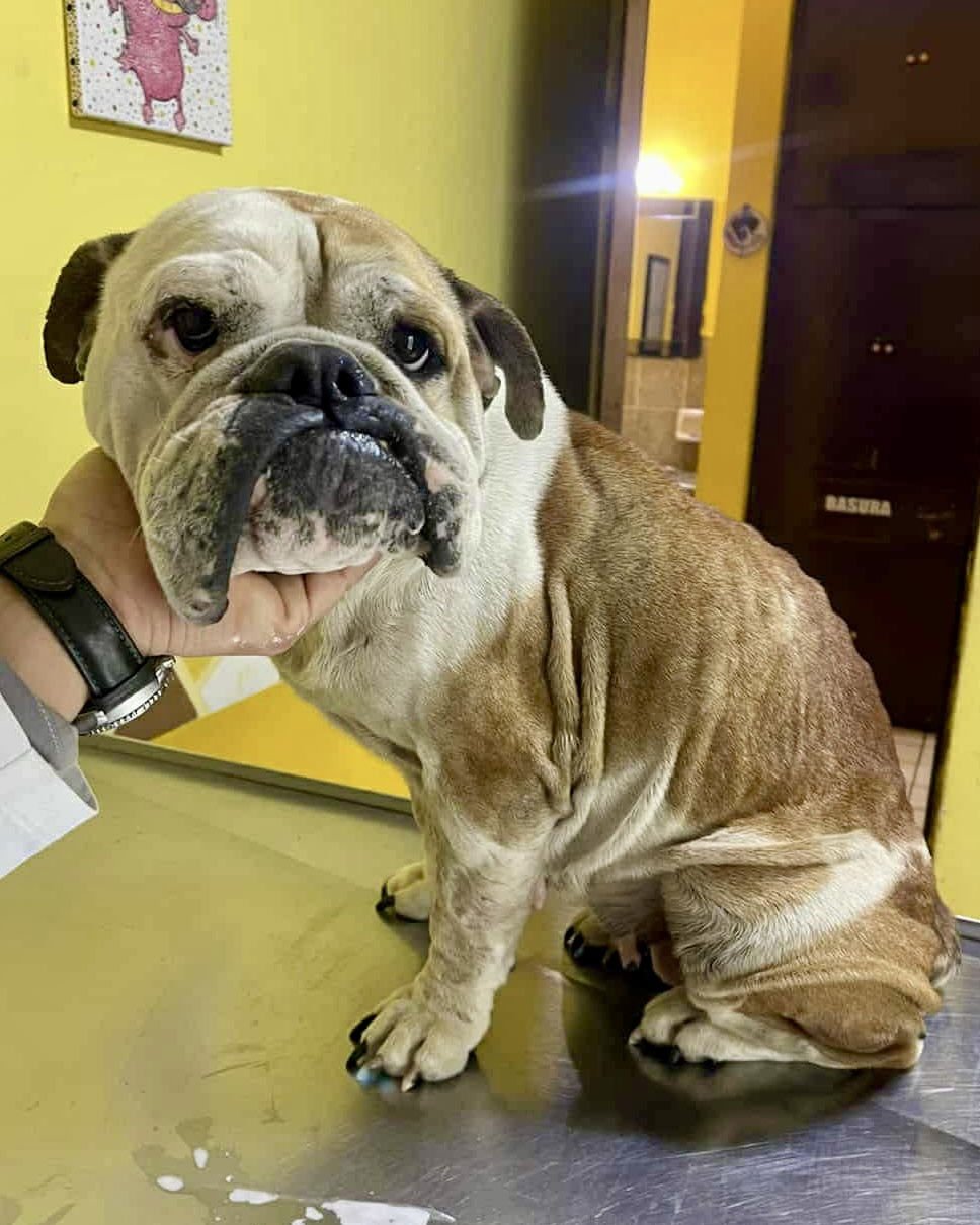 GABBY - English Bulldog available for adoption