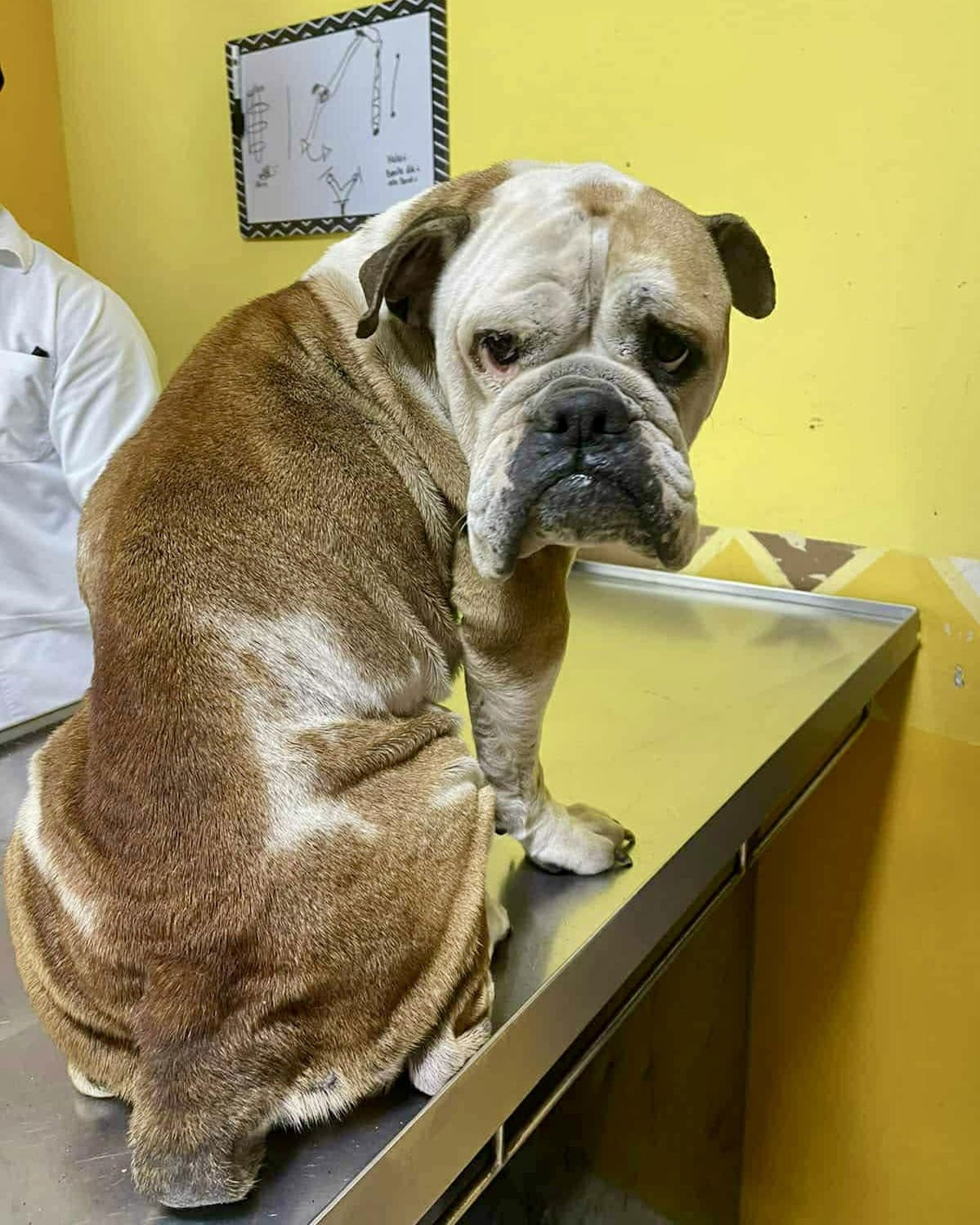 GABBY - English Bulldog available for adoption