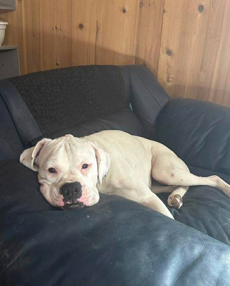 PRECIOUS - Boxer available for adoption