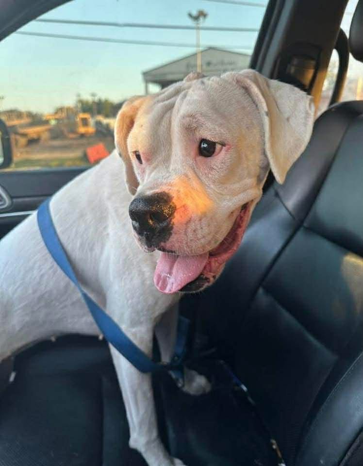 PRECIOUS - Boxer available for adoption