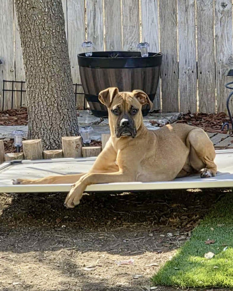 CHLOE - Boxer available for adoption