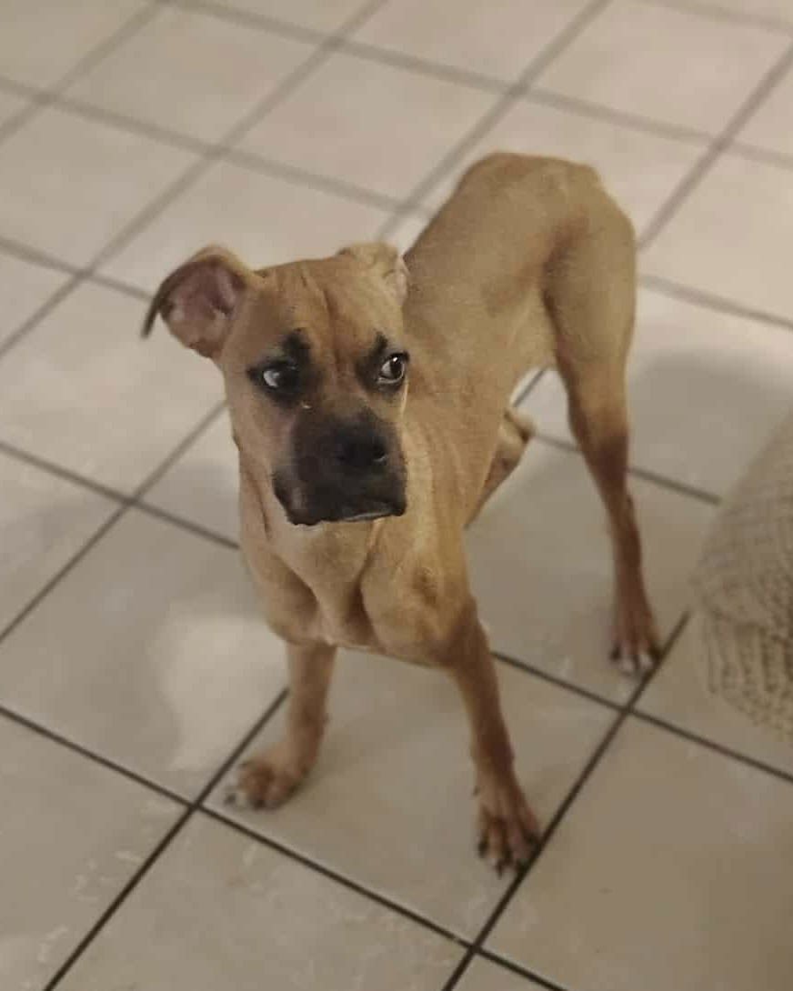 CHLOE - Boxer available for adoption