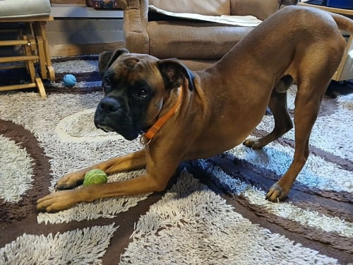 BUDDY - Boxer available for adoption