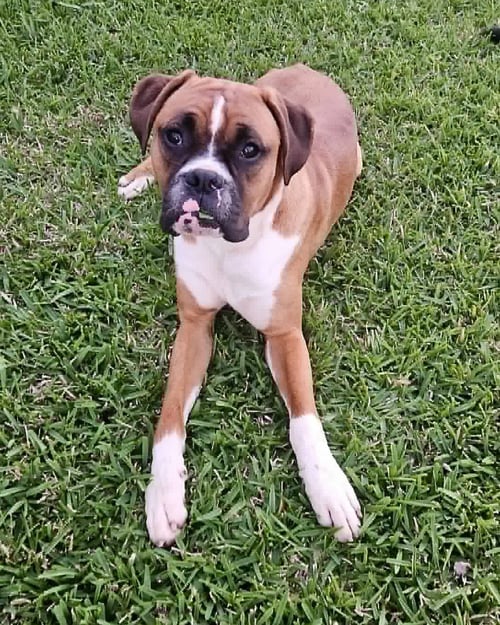 GUPPIE - Boxer available for adoption
