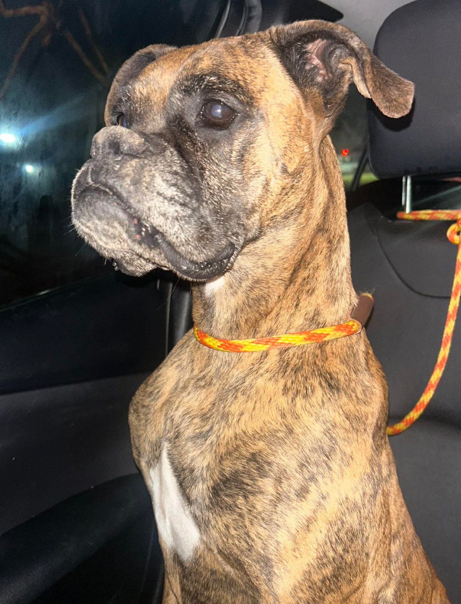 LAINEY - Boxer available for adoption