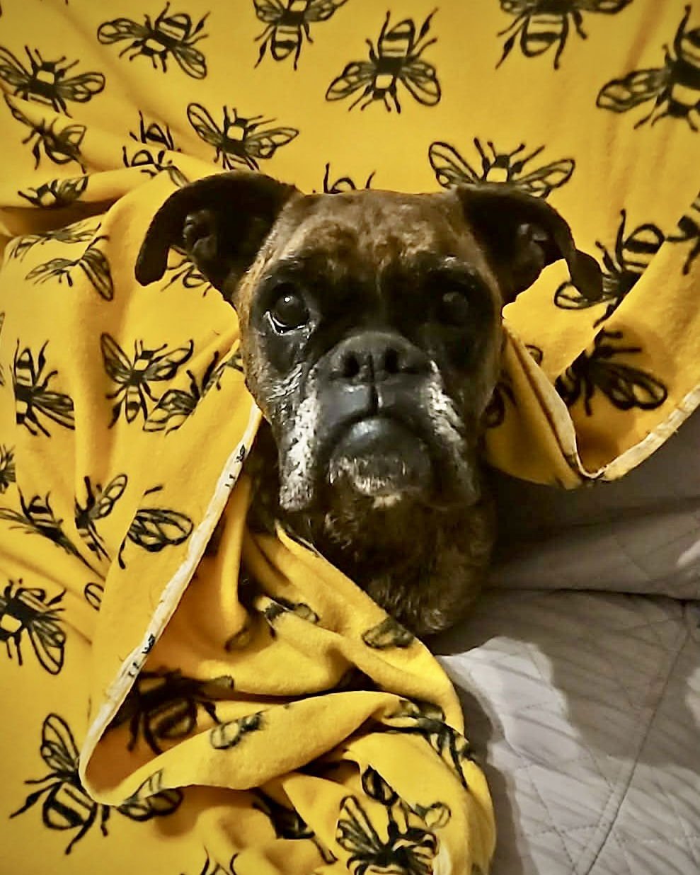 LAINEY - Boxer available for adoption