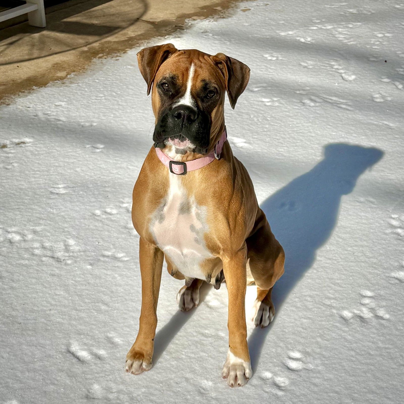 ROXY - Boxer available for adoption