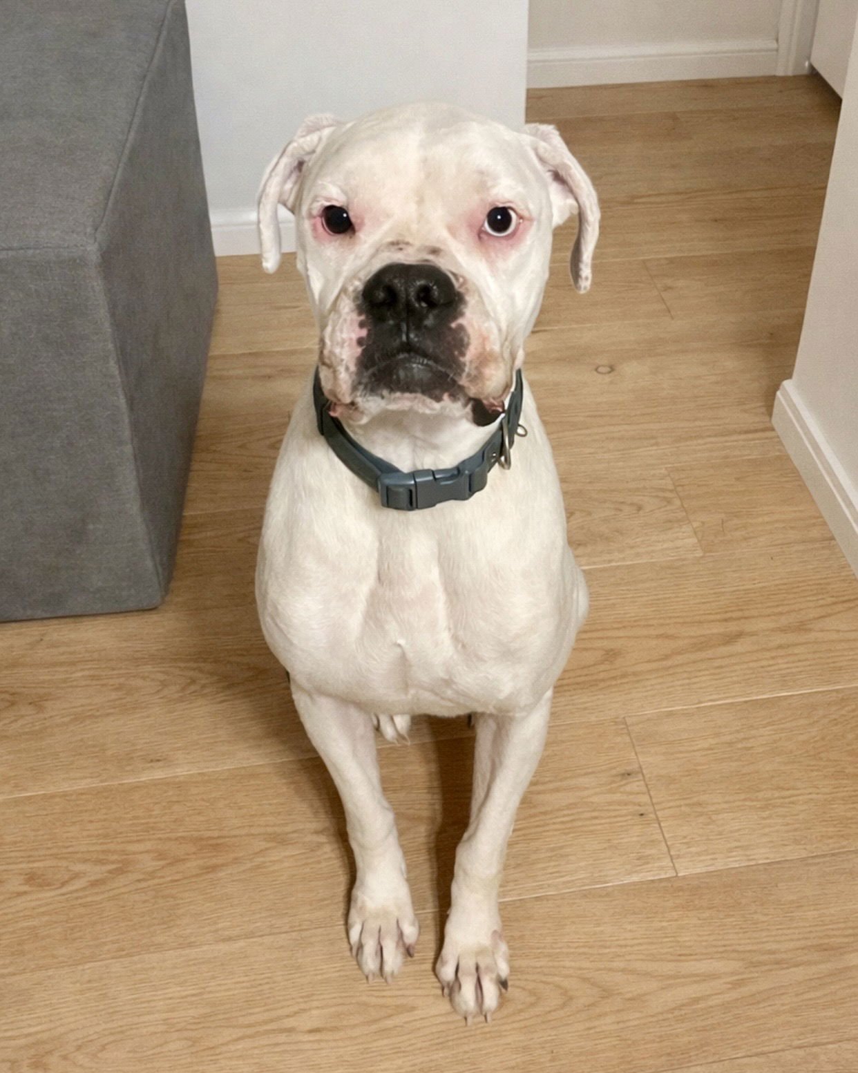 GADGET - Boxer available for adoption