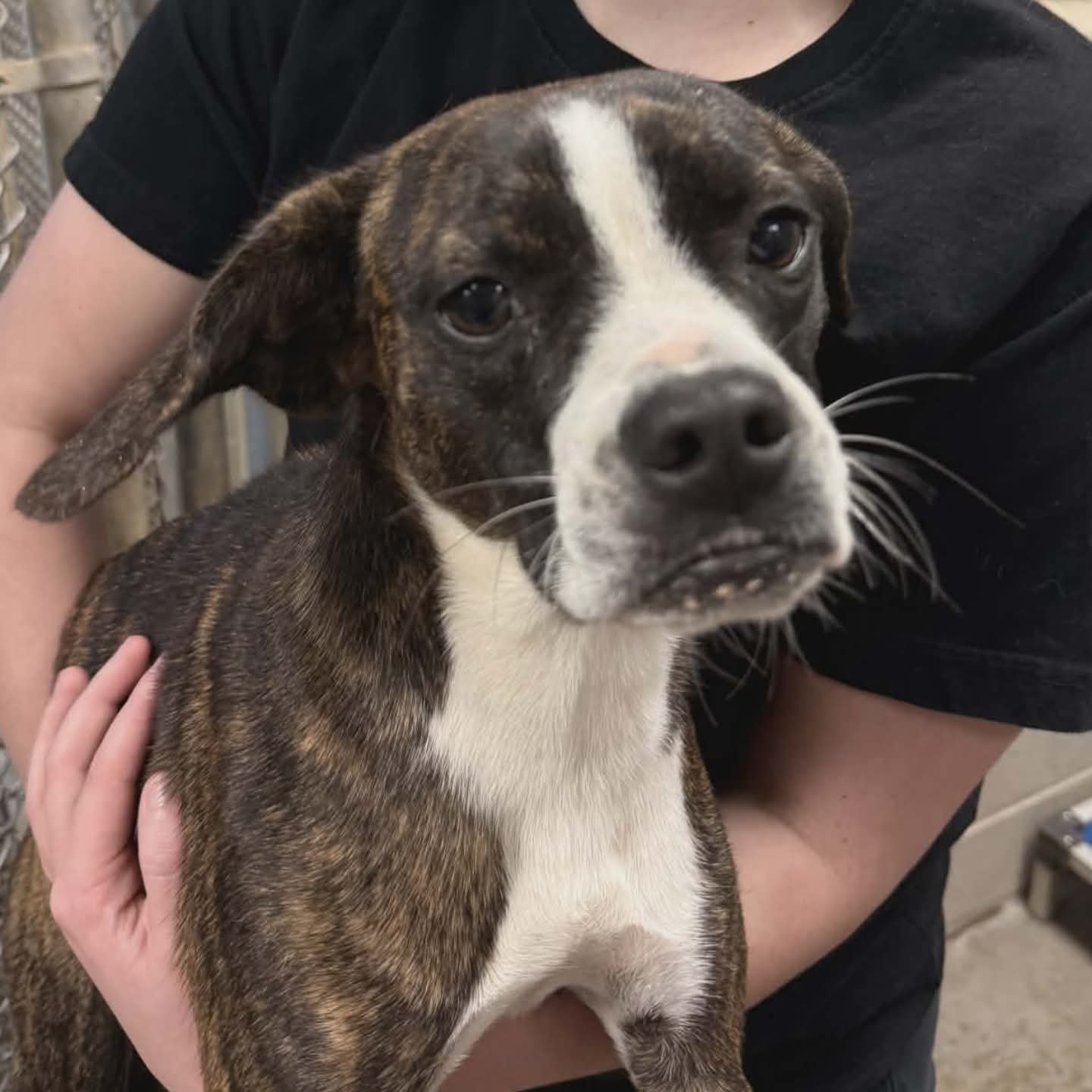 REBA - Boxer available for adoption