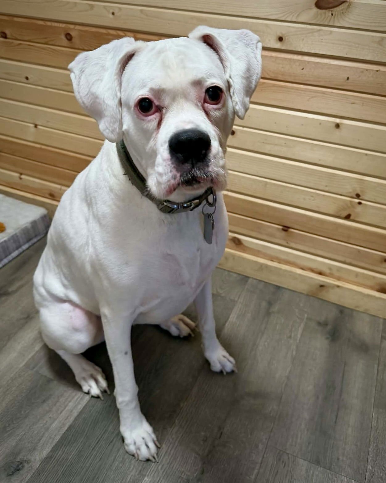 ZOIE - Boxer available for adoption