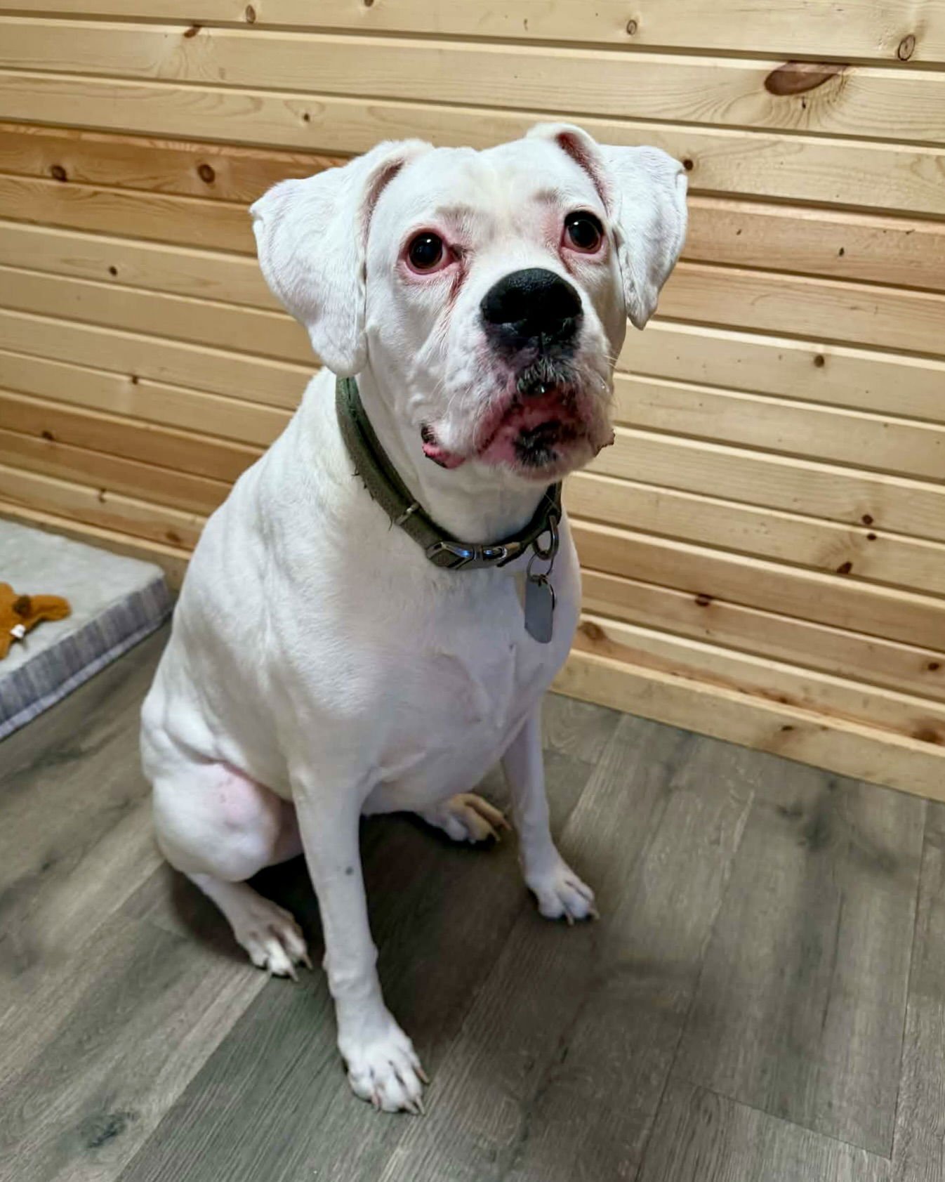 ZOIE - Boxer available for adoption