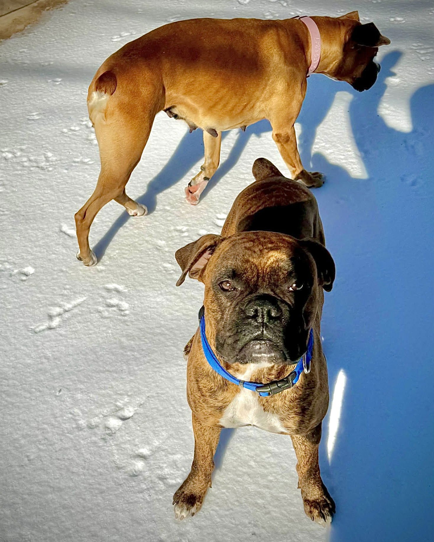 SCOOTER - Boxer available for adoption