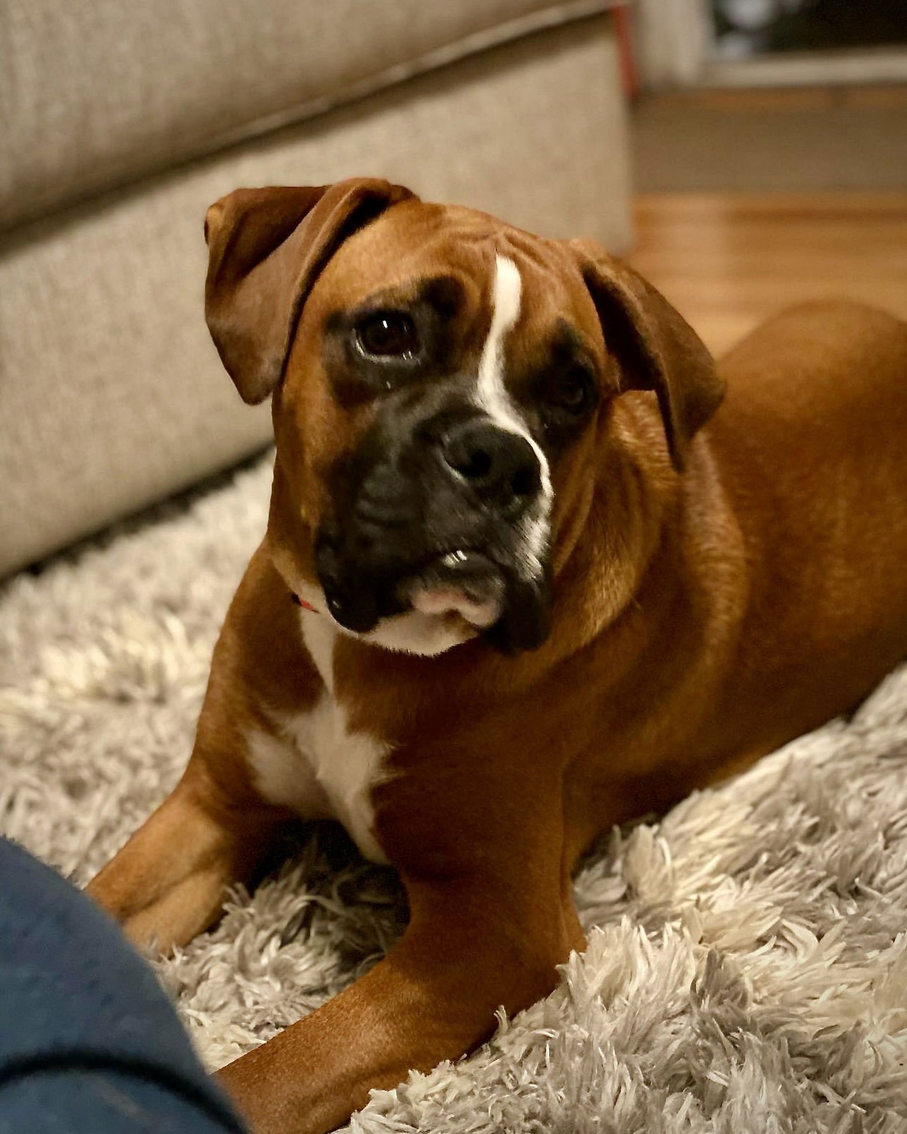 ZEKE - Boxer available for adoption