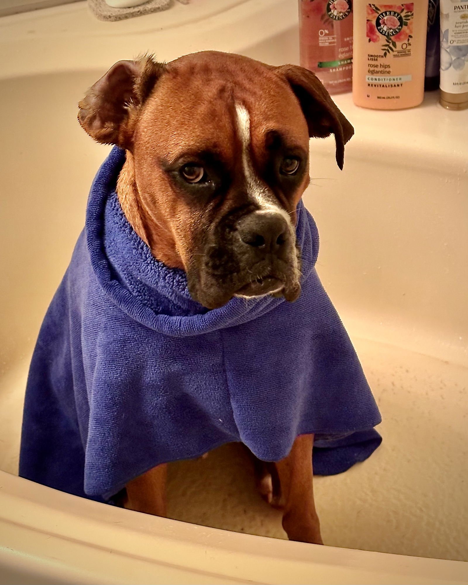 ZEKE - Boxer available for adoption