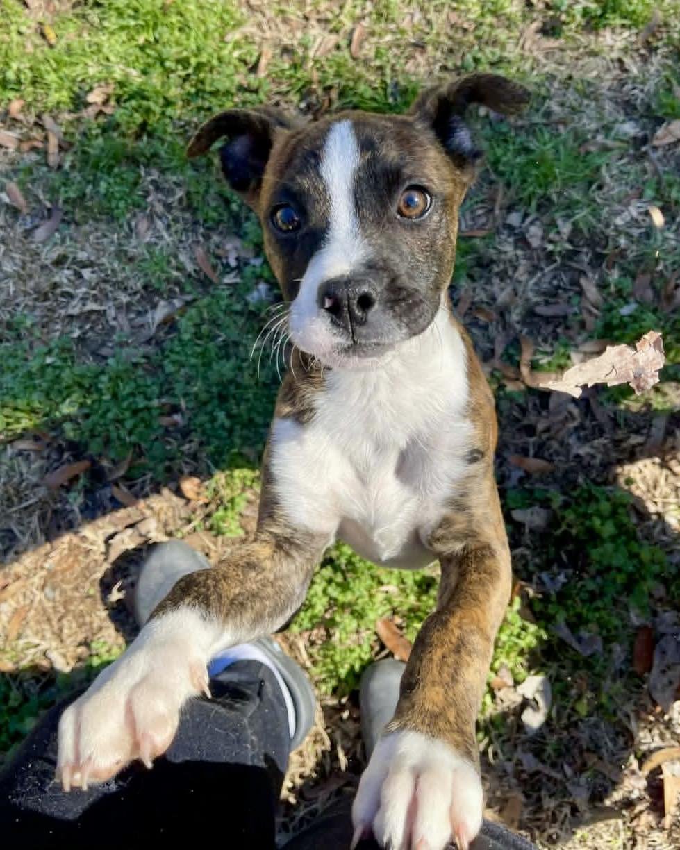 LOU - Boxer available for adoption