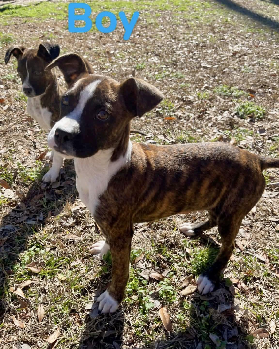 LOU - Boxer available for adoption