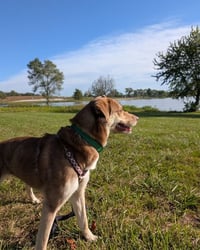 Zena - Photo 7