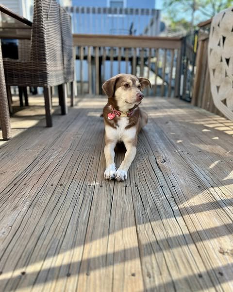 ZENA - Husky / Shepherd for adoption in Olathe