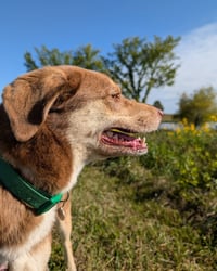 Zena - Photo 8