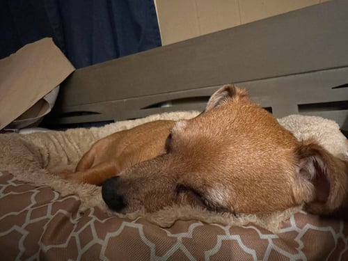 DIAMOND - Dachshund / Chihuahua available for adoption