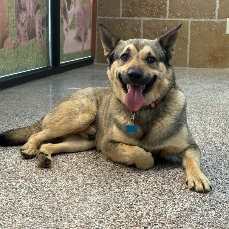 Louie Image