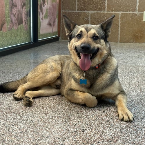LOUIE - German Shepherd Dog for adoption in Olathe