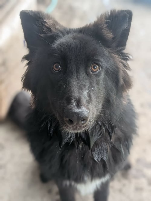 DAKOTA ROSE - Belgian Shepherd Dog Sheepdog / German Shepherd Dog for adoption in Olathe