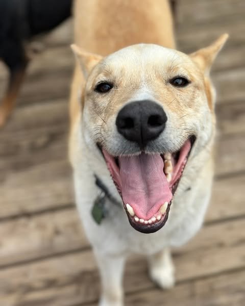 GATOR - Husky / Samoyed for adoption in Olathe