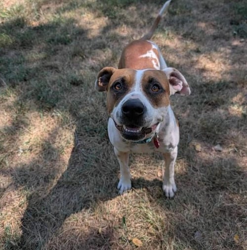 LAVERNE - American Staffordshire Terrier / Boxer available for adoption