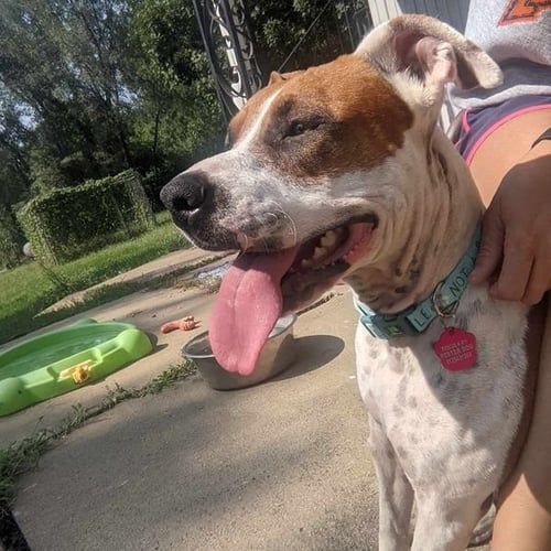 LAVERNE - American Staffordshire Terrier / Boxer for adoption in Olathe