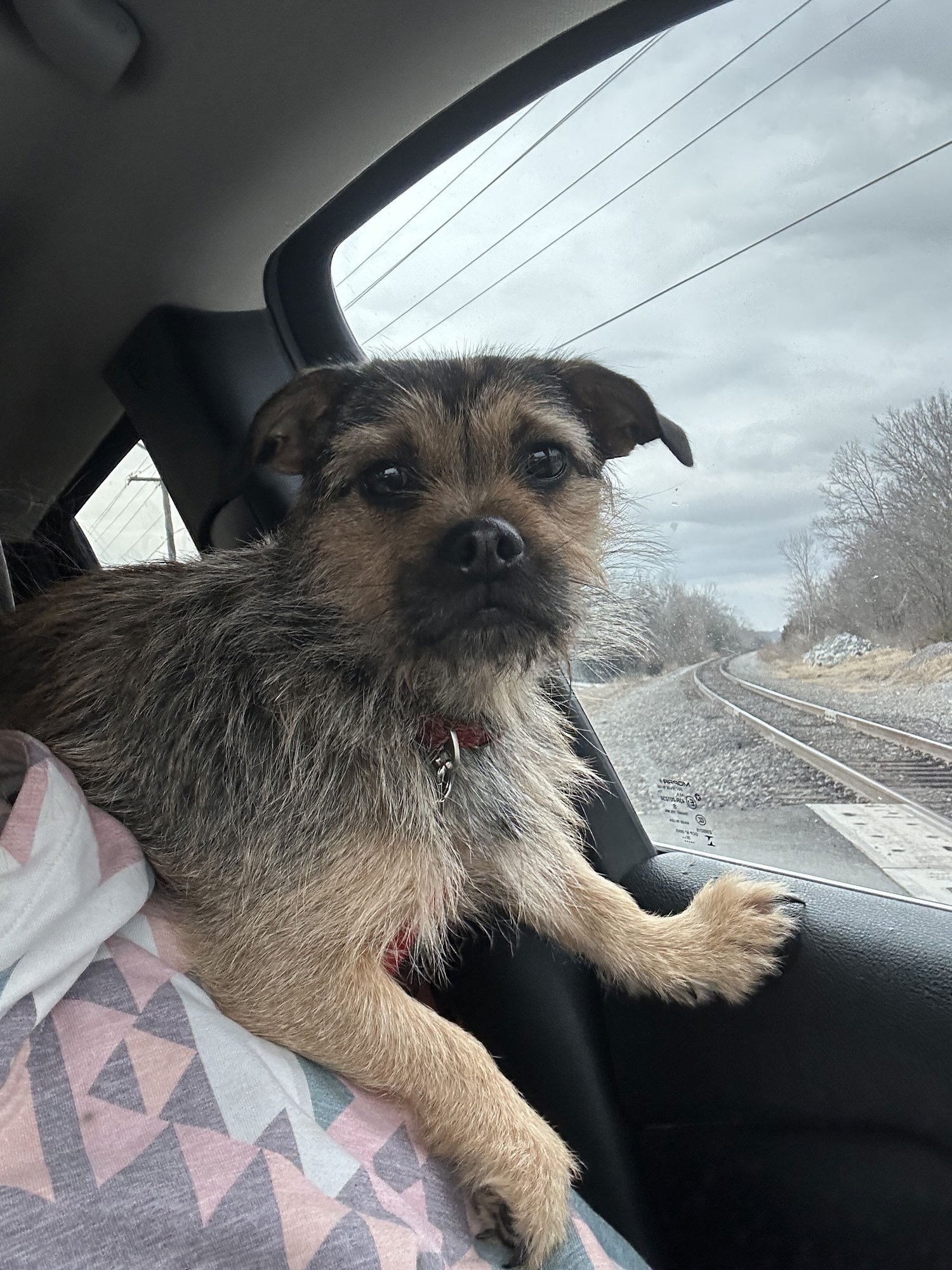 CHICA - Unknown available for adoption