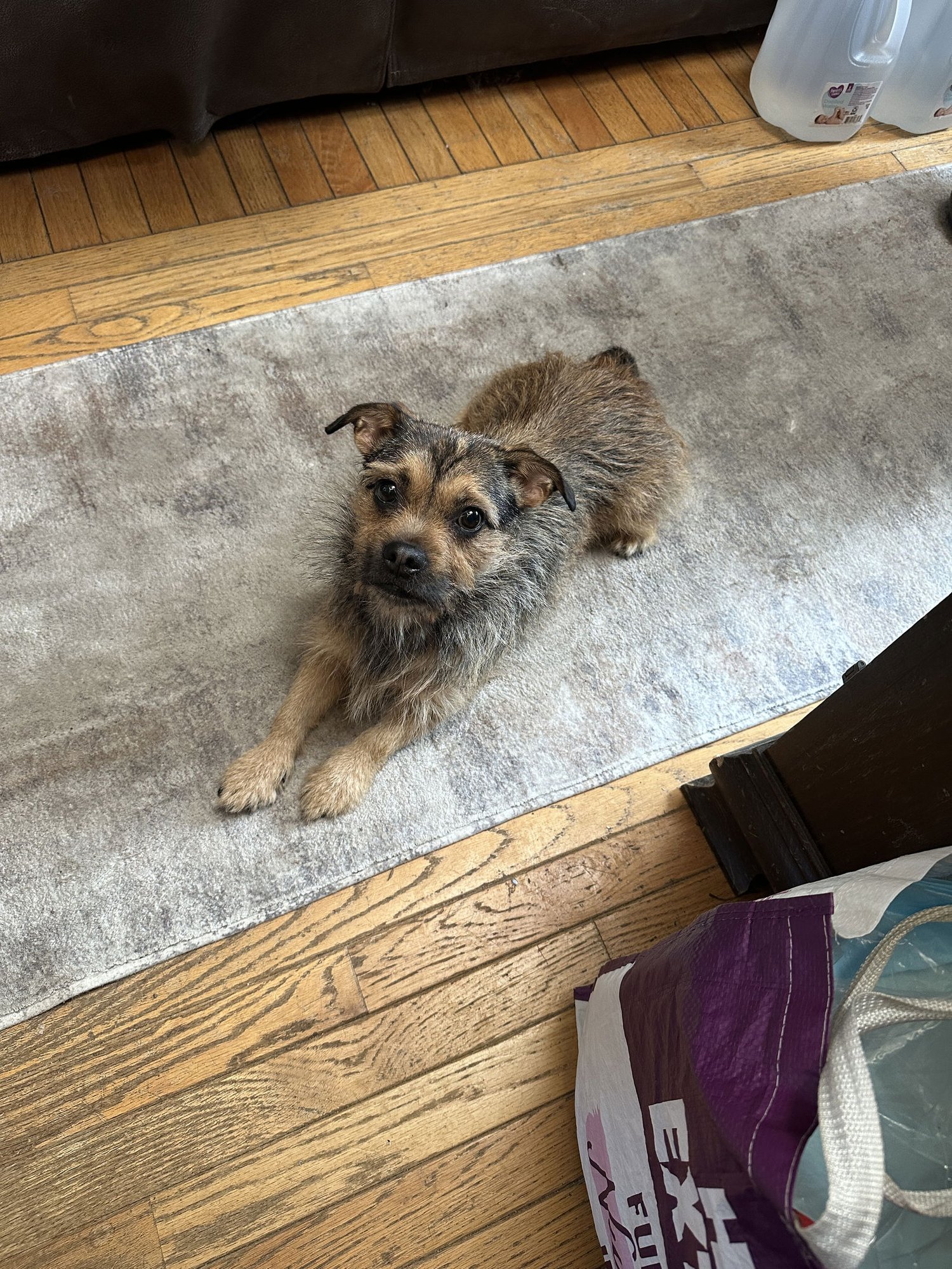 CHICA - Unknown available for adoption