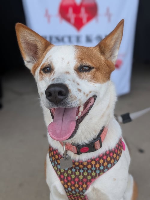 CHILLI - Australian Cattle Dog/Blue Heeler / Husky for adoption in Olathe