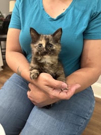 Tia (Available for pre-adoption) - Photo 1